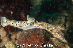 Two nudibranchia a search of the first to eat...
Nikon D... by Alberto D'este 